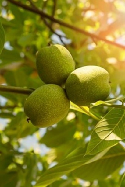 Орех грецкий Костюженский | Juglans regia Costiujenii | Горіх волоський Костюженський